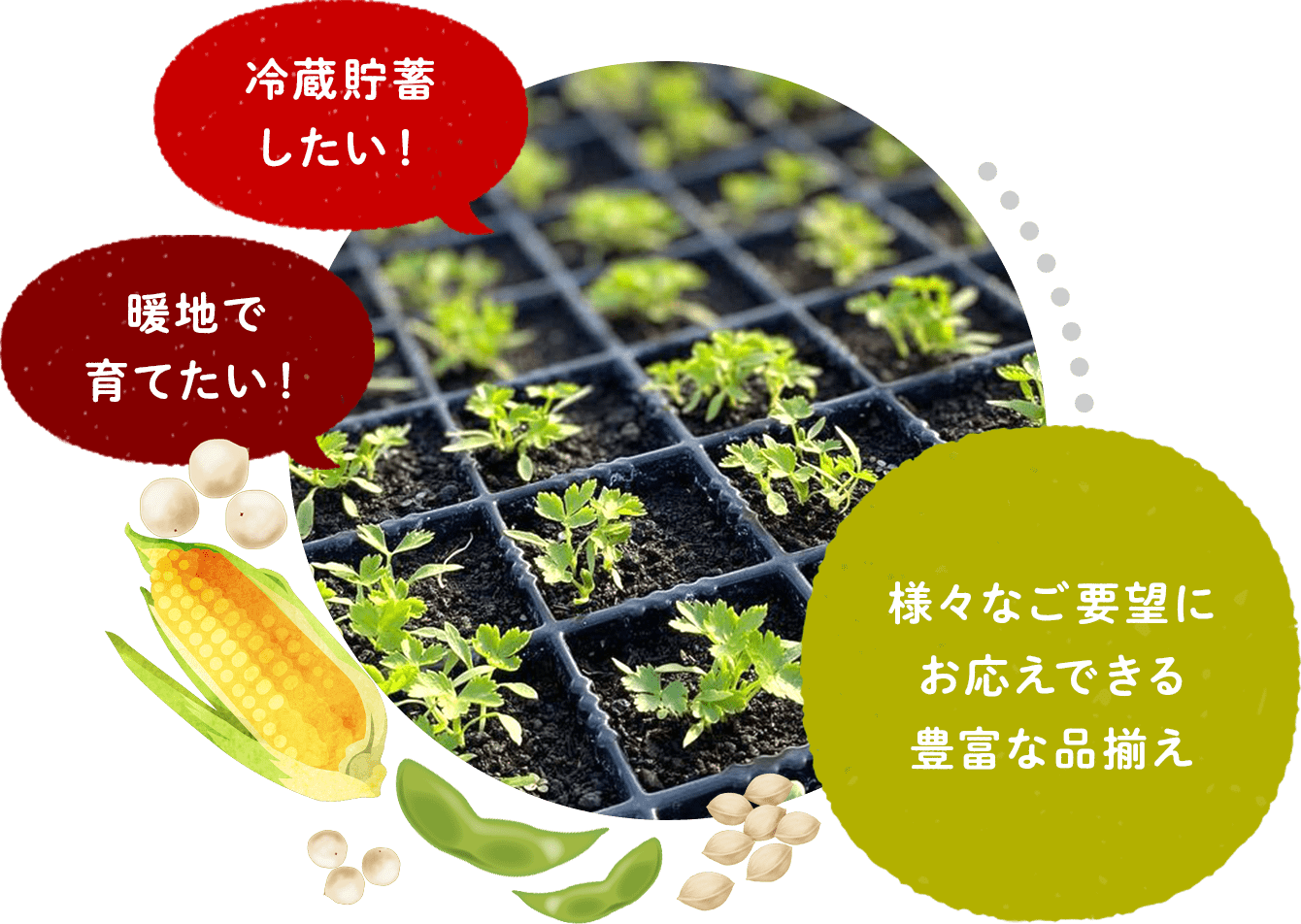 冷蔵貯蓄したい!暖地で育てたい! 様々なご要望にお応えできる豊富な品揃え