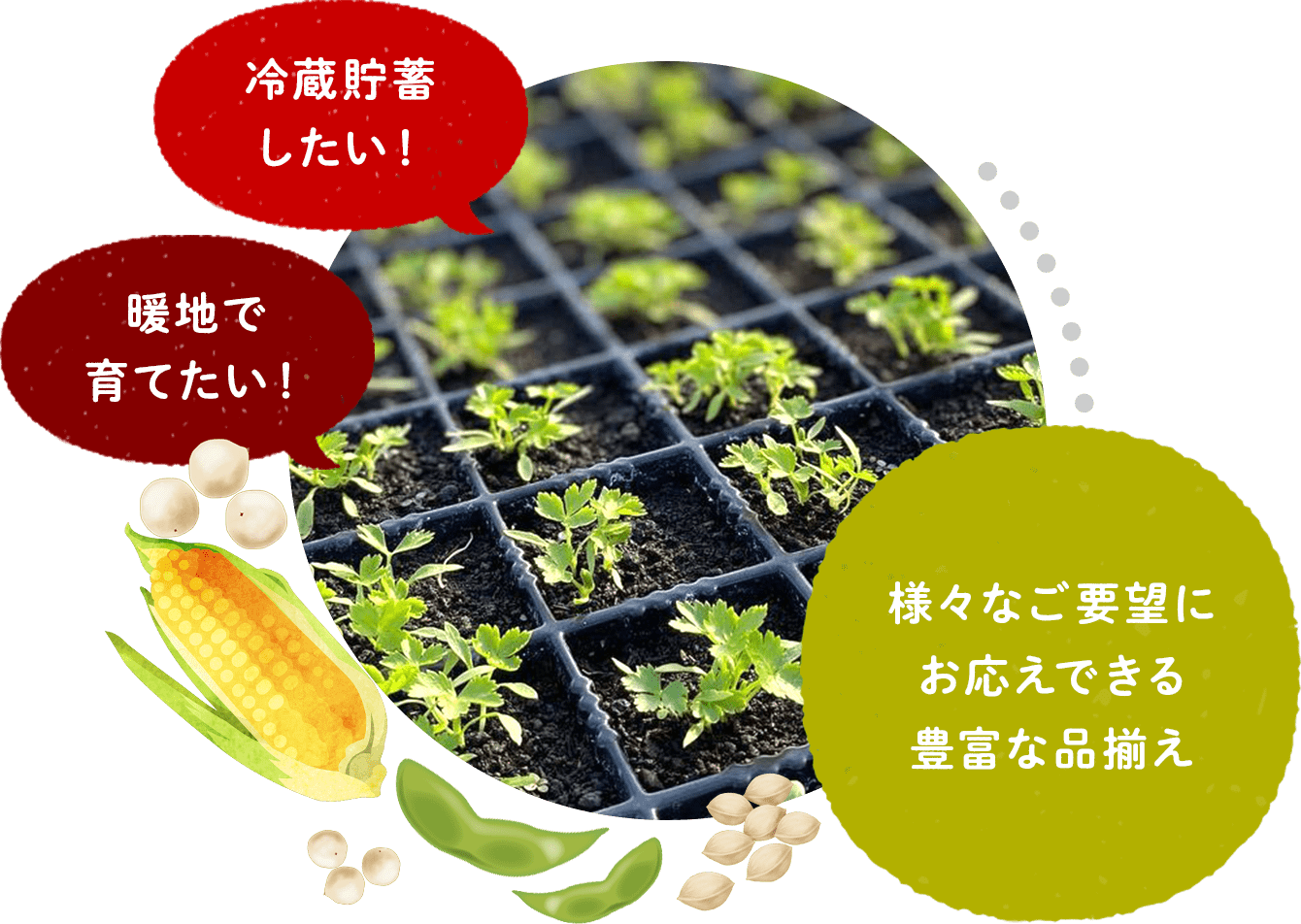 冷蔵貯蓄したい！暖地で育てたい！　様々なご要望にお応えできる豊富な品揃え